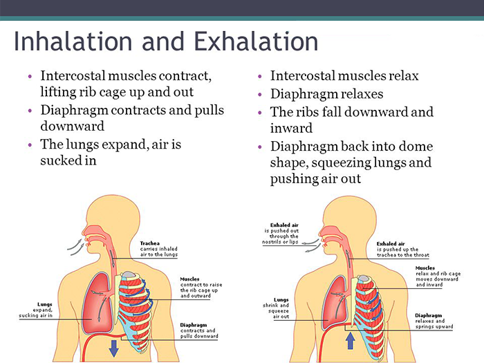 Inhalation and Exhalation Poster